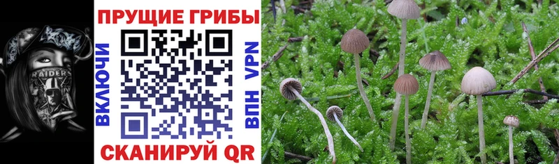 Купить  Переславль-Залесский  Псилоцибиновые грибы GOLDEN TEACHER 